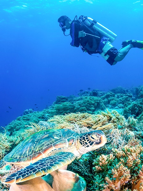 Diver exploring coral reef with sea turtle, Great Barrier Reef, Cairns sailing cruise.