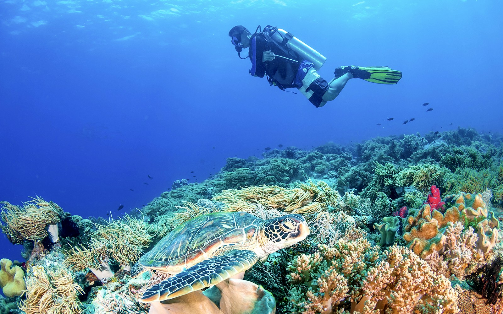 Diver exploring coral reef with sea turtle, Great Barrier Reef, Cairns sailing cruise.