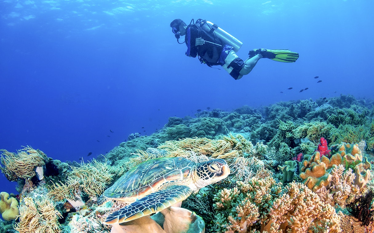 Diver exploring coral reef with sea turtle, Great Barrier Reef, Cairns sailing cruise.