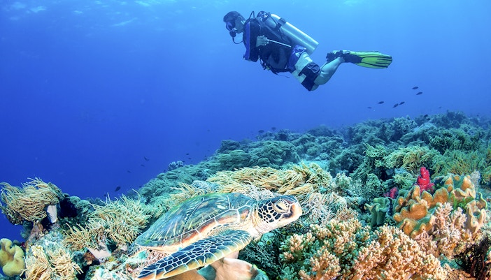 Diver exploring coral reef with sea turtle, Great Barrier Reef, Cairns sailing cruise.