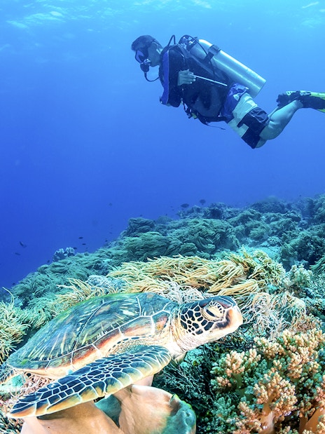 Diver exploring coral reef with sea turtle, Great Barrier Reef, Cairns sailing cruise.