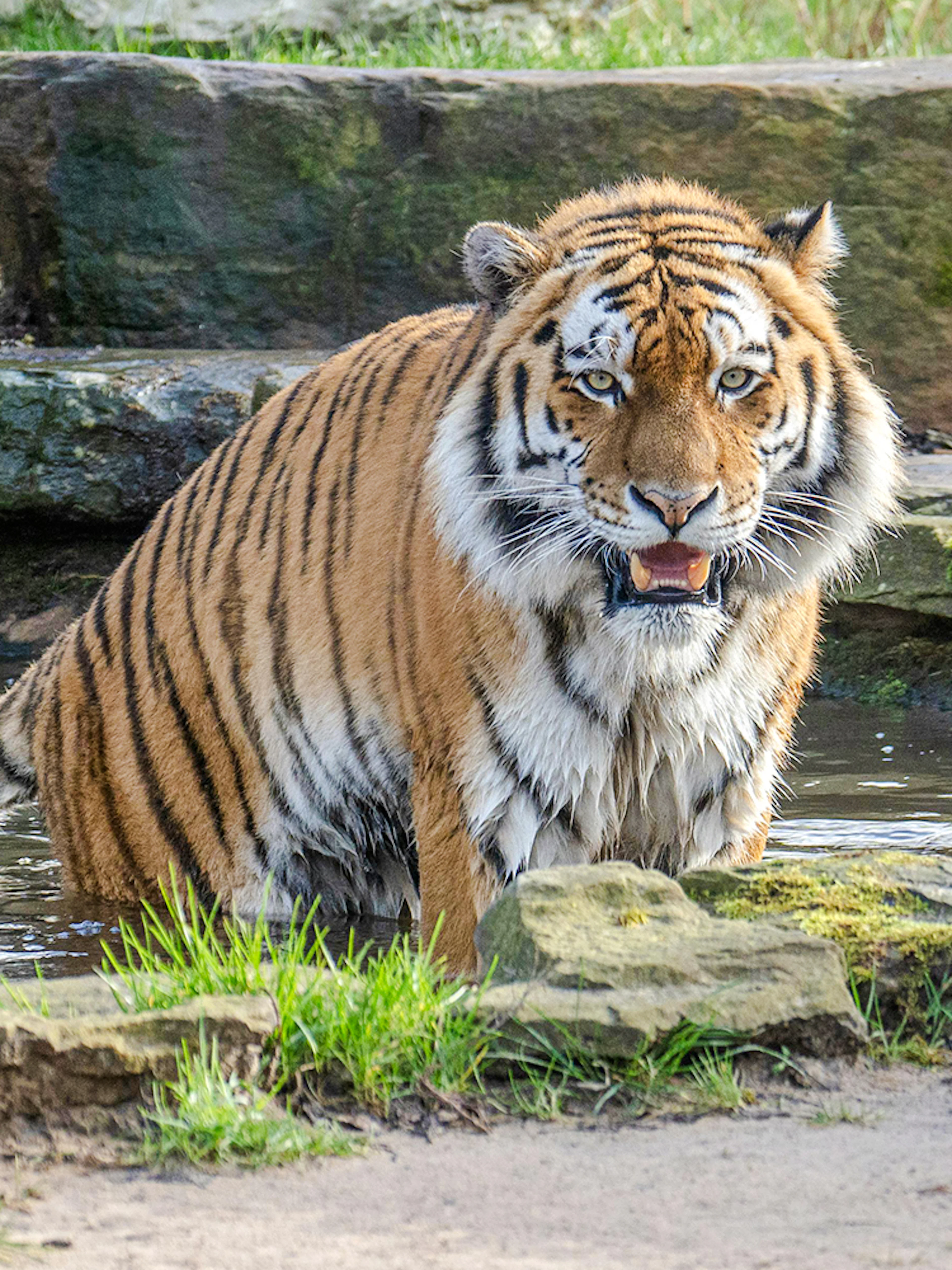 Tiger standing in water at Blackpool Zoo.