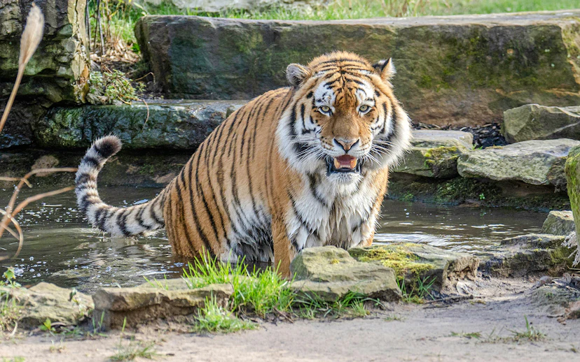 Tiger standing in water at Blackpool Zoo.