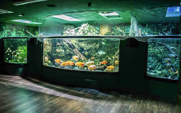 Aquarium tanks with colorful fish at Budapest Tropicarium.