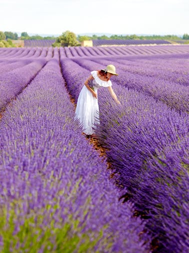 Lavendel-Touren