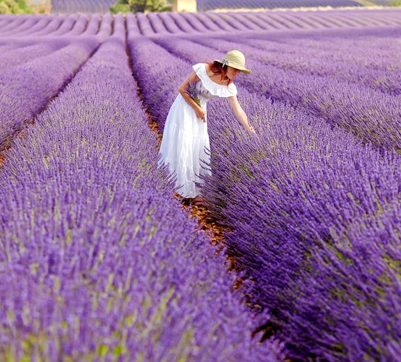 Woman picking lavender in a field in Provence, France.