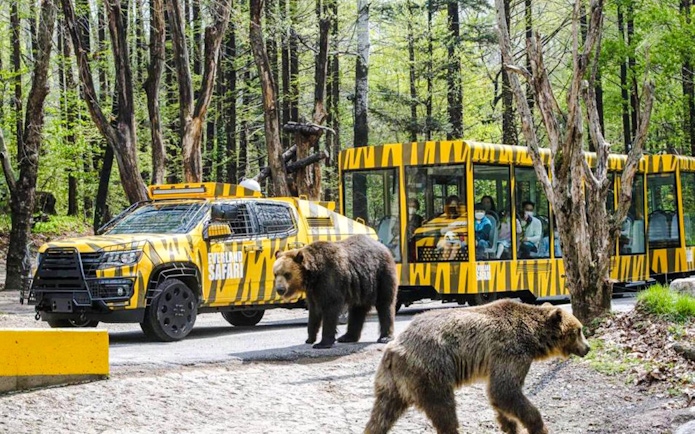 Everland Zoo tour with amphibious bus and bears in forest setting.