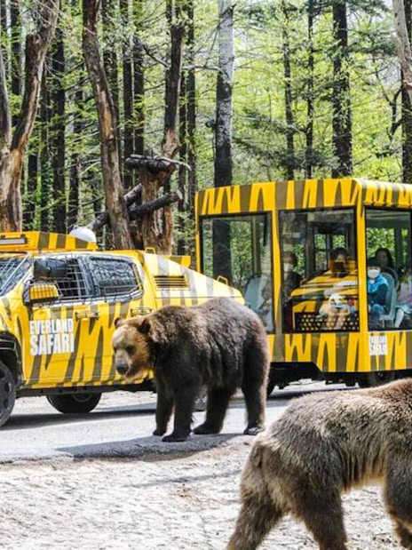 Everland Zoo tour with amphibious bus and bears in forest setting.