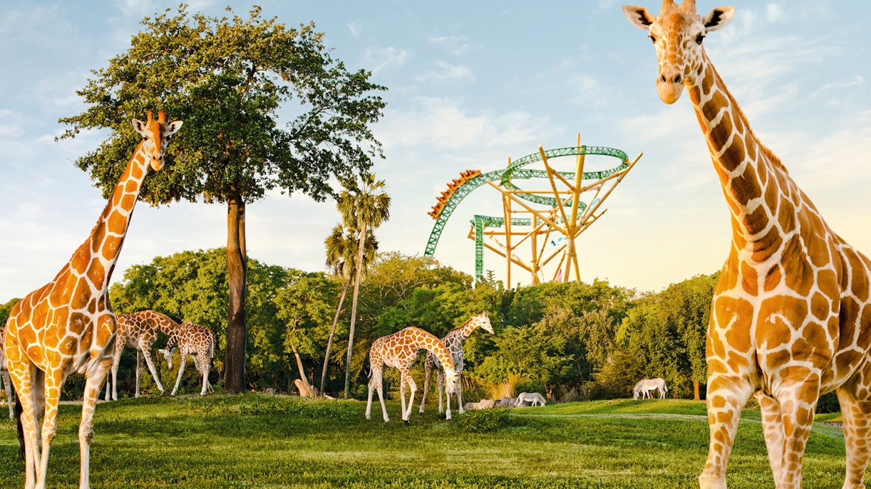 Giraffes grazing near a roller coaster at Busch Gardens, Tampa Bay.