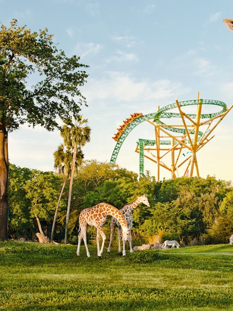 Giraffes grazing near a roller coaster at Busch Gardens, Tampa Bay.