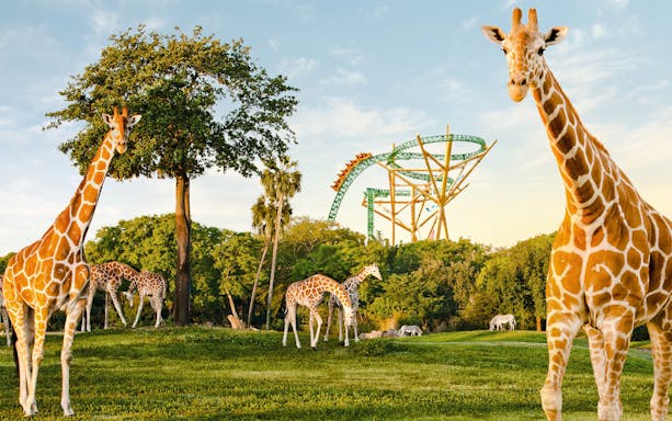 Giraffes grazing near a roller coaster at Busch Gardens, Tampa Bay.