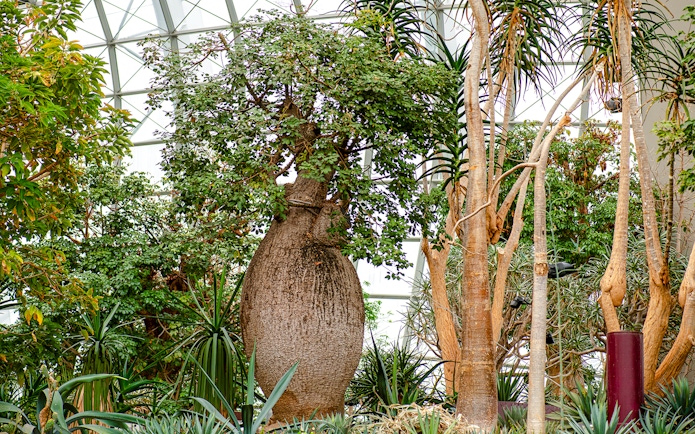 Baobab tree inside Flower Dome, Singapore, surrounded by lush greenery.