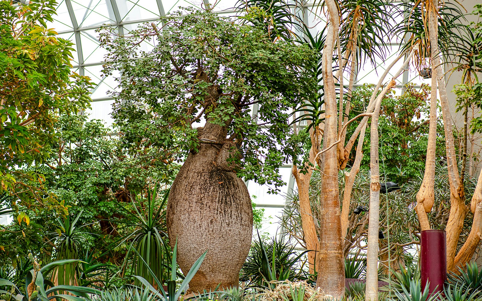 Baobab tree inside Flower Dome, Singapore, surrounded by lush greenery.