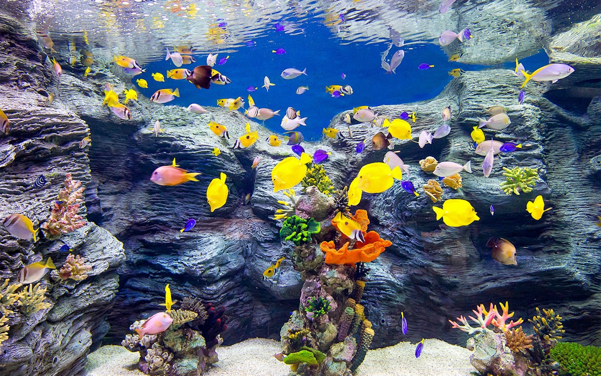 Colorful tropical fish swimming in an aquarium at Lotte World, Seoul.