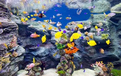 Colorful tropical fish swimming in an aquarium at Lotte World, Seoul.