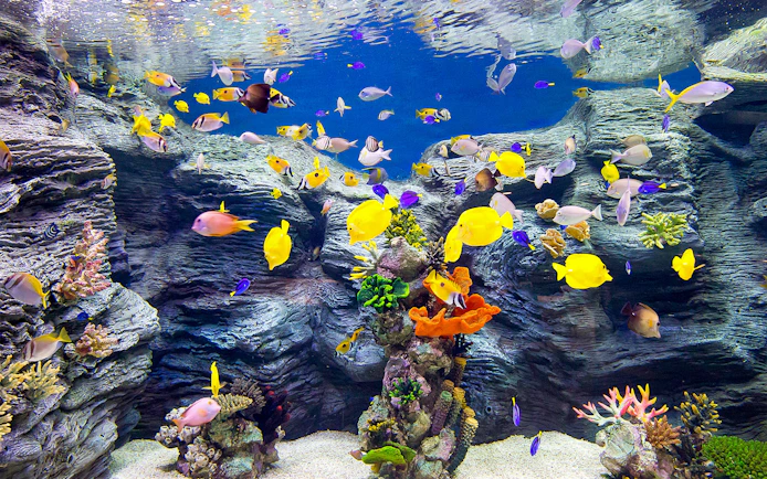 Colorful tropical fish swimming in an aquarium at Lotte World, Seoul.
