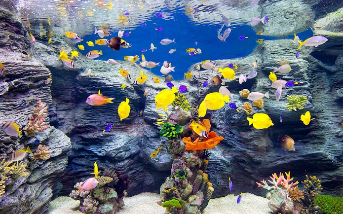 Colorful tropical fish swimming in an aquarium at Lotte World, Seoul.