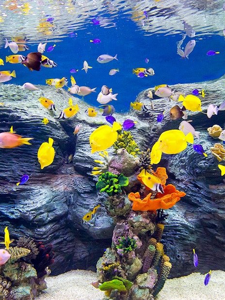 Colorful tropical fish swimming in an aquarium at Lotte World, Seoul.