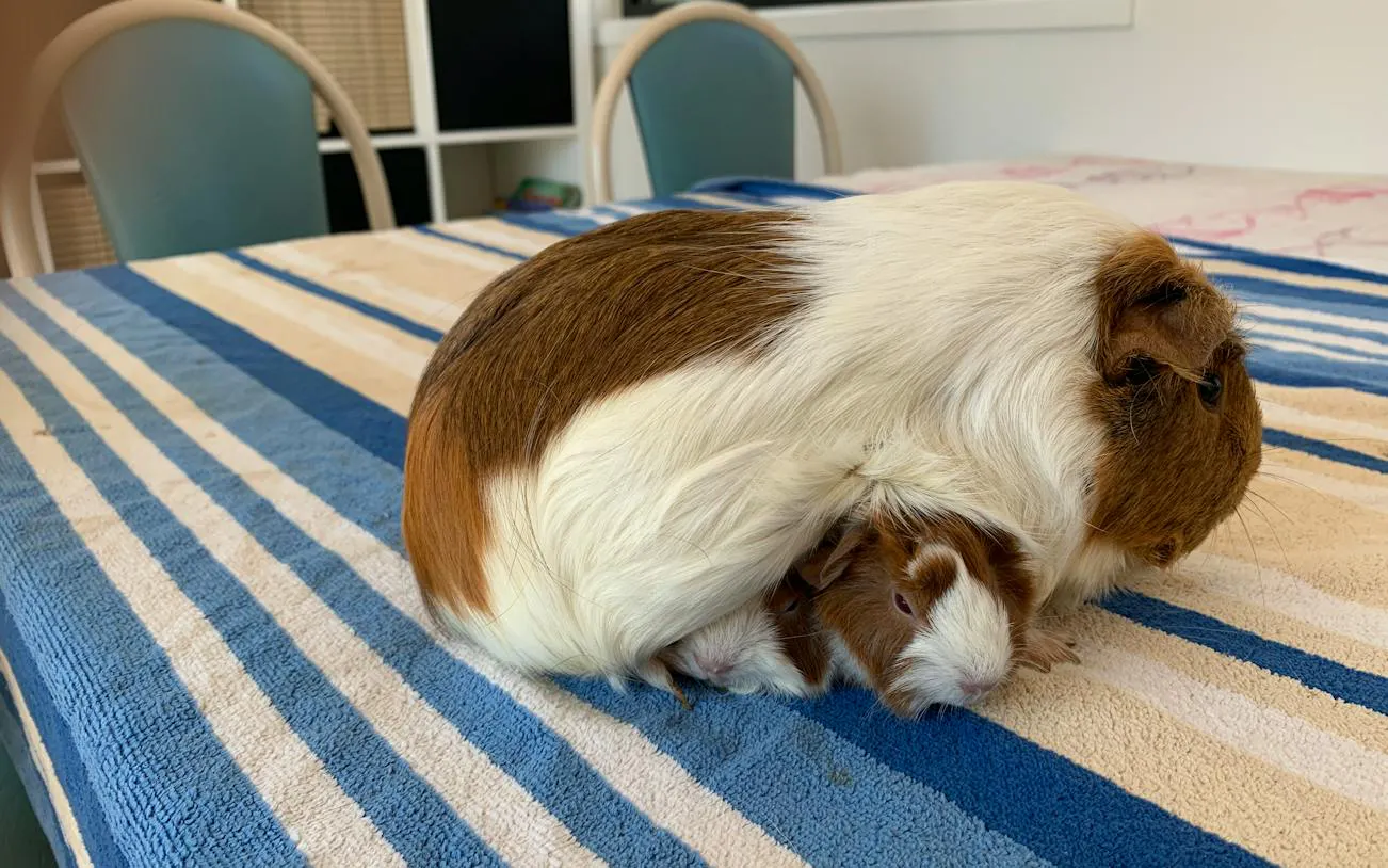 Guinea pig with baby on striped blanket, part of 1hr Premium Animal Tour, Brisbane.