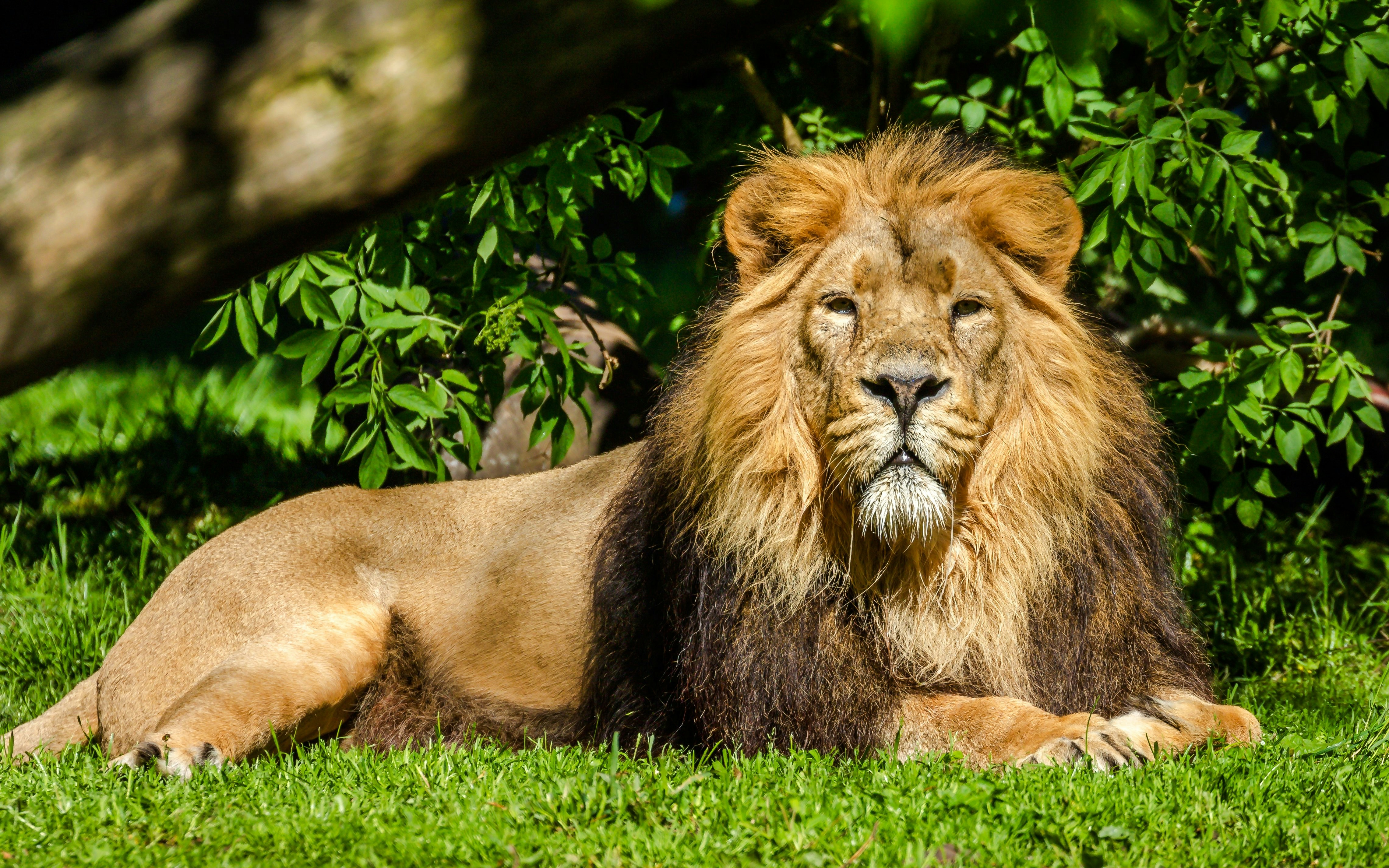 Asiatic lion resting on grass surrounded by greenery.