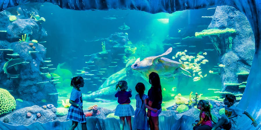 sydney in december - SEA Life Sydney Aquarium