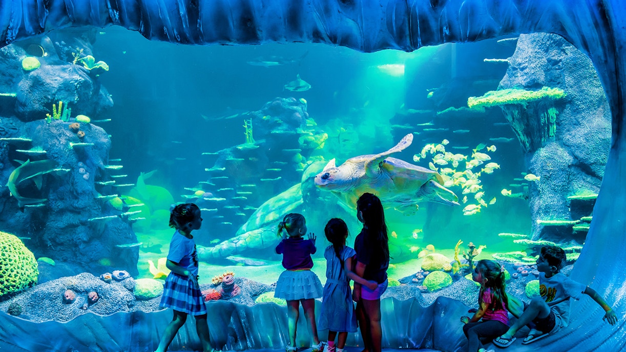 SEA Life Sydney Aquarium