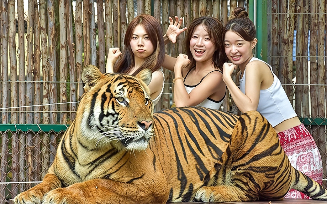 Visitors pose playfully behind a tiger at Tiger Kingdom interaction.