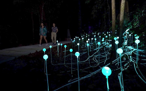 Walkway through illuminated Dream Forest with glowing lights at night.