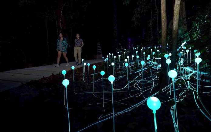 Walkway through illuminated Dream Forest with glowing lights at night.