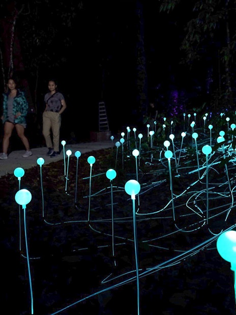 Walkway through illuminated Dream Forest with glowing lights at night.