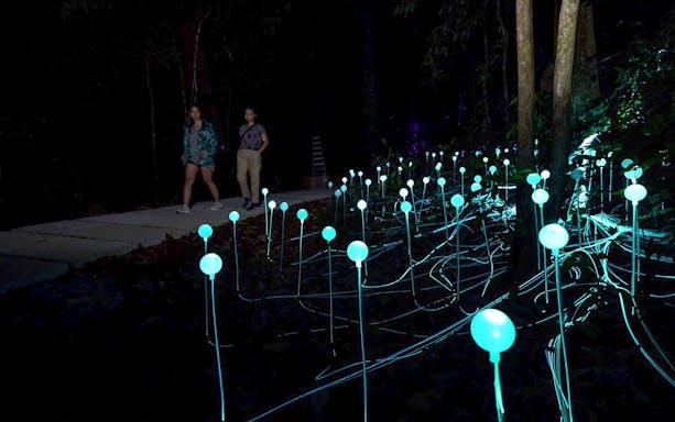 Walkway through illuminated Dream Forest with glowing lights at night.