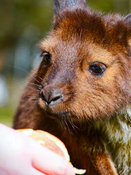 Ballarat Wildlife Park Tickets