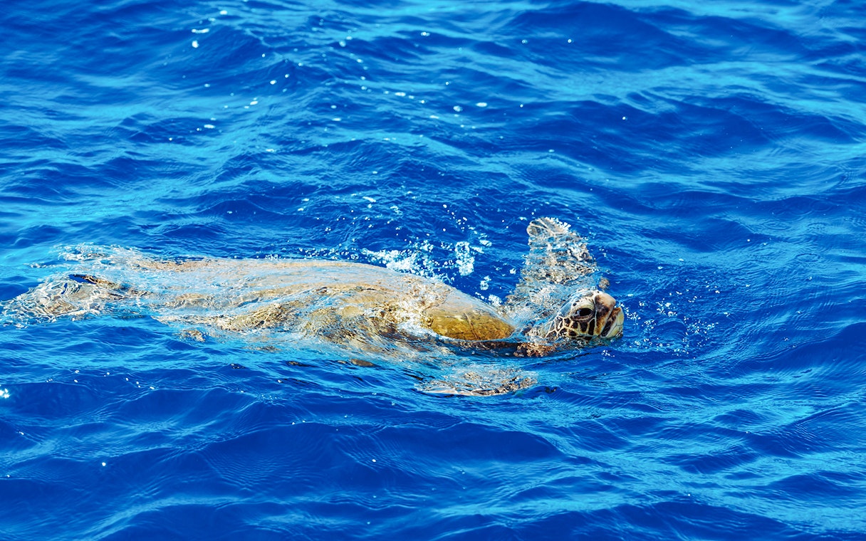 Sea turtle swimming in clear blue water, Hawaii.