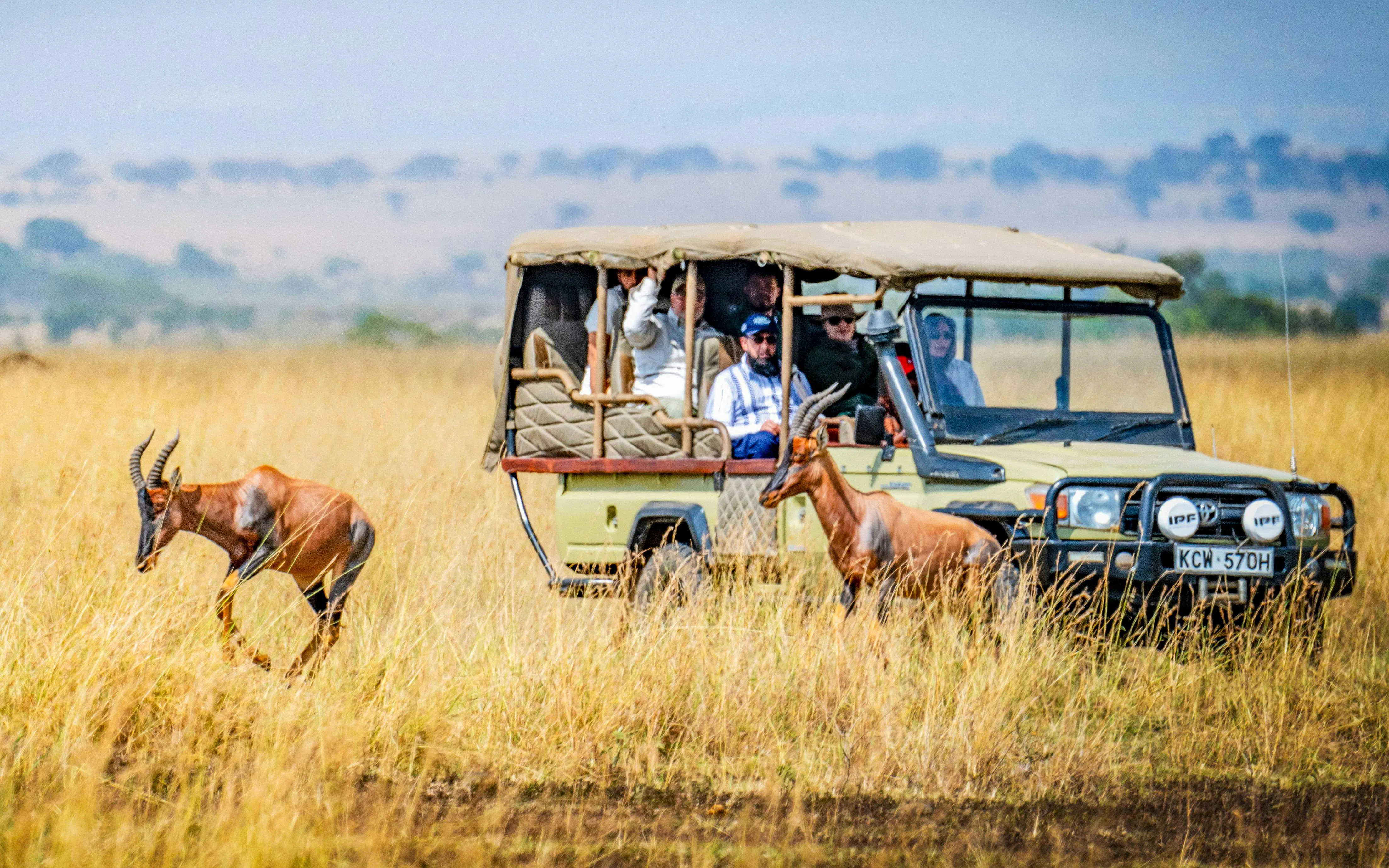 Safari vehicle observing antelopes in Maasai Mara grasslands.