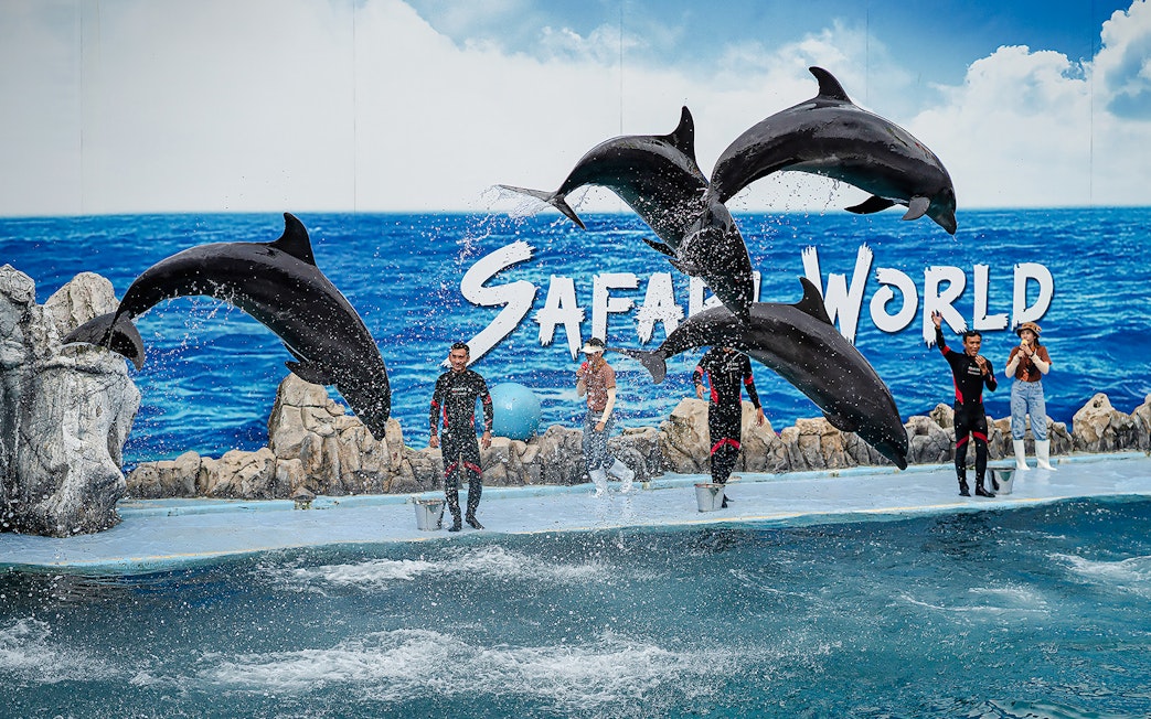 Dolphins performing with trainers at Marine Park show.