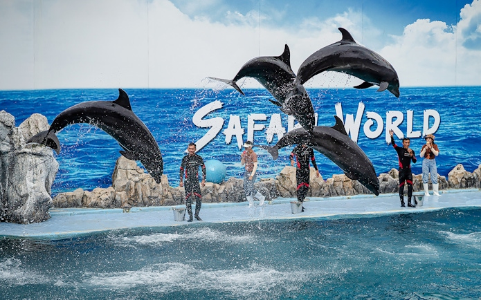 Dolphins performing with trainers at Marine Park show.