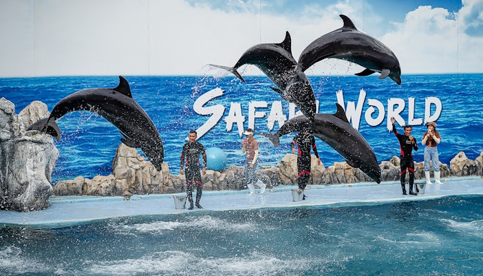 Dolphins performing with trainers at Marine Park show.