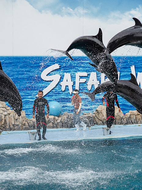 Dolphins performing with trainers at Marine Park show.