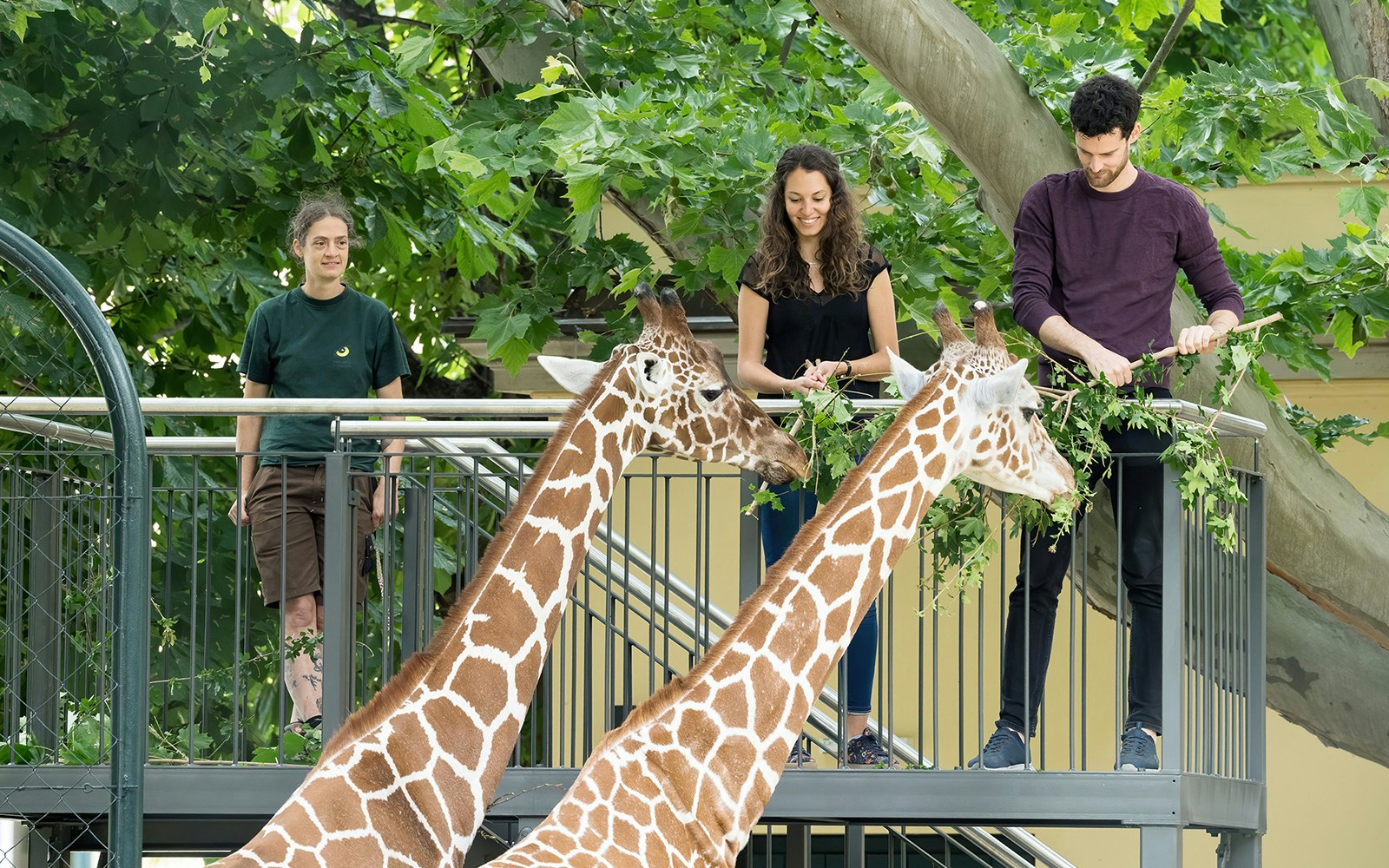 Giraffe feeding at Schönbrunn Zoo, Vienna with visitors on platform.