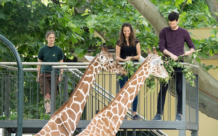 Giraffe feeding at Schönbrunn Zoo, Vienna with visitors on platform.
