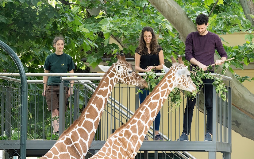Giraffe feeding at Schönbrunn Zoo, Vienna with visitors on platform.