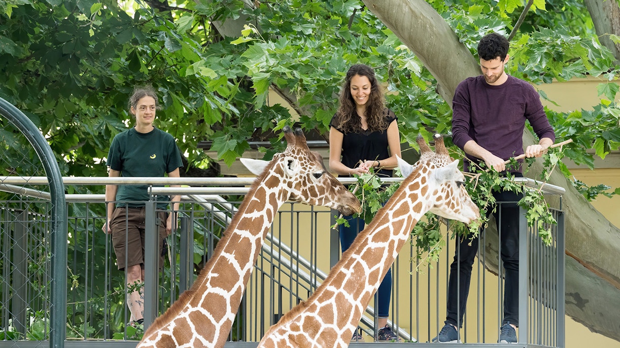 Schonbrunn Zoo | Visitor information at a glance