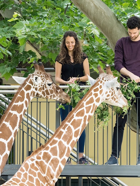 Giraffe feeding at Schönbrunn Zoo, Vienna with visitors on platform.