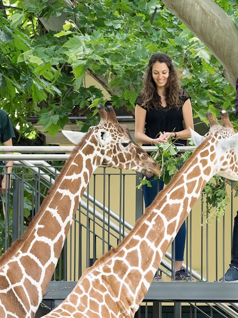 Giraffe feeding at Schönbrunn Zoo, Vienna with visitors on platform.