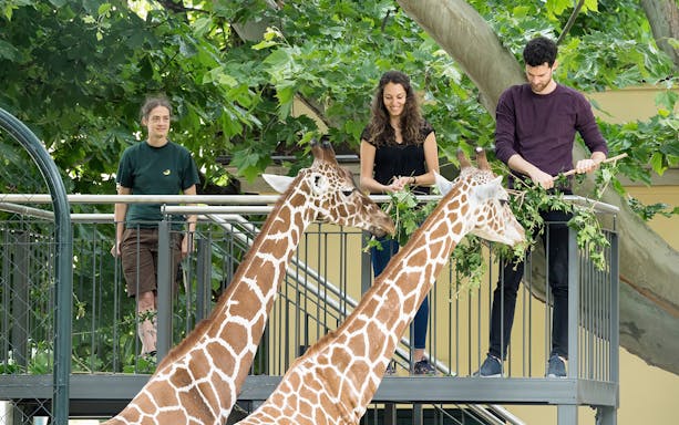 Giraffe feeding at Schönbrunn Zoo, Vienna with visitors on platform.