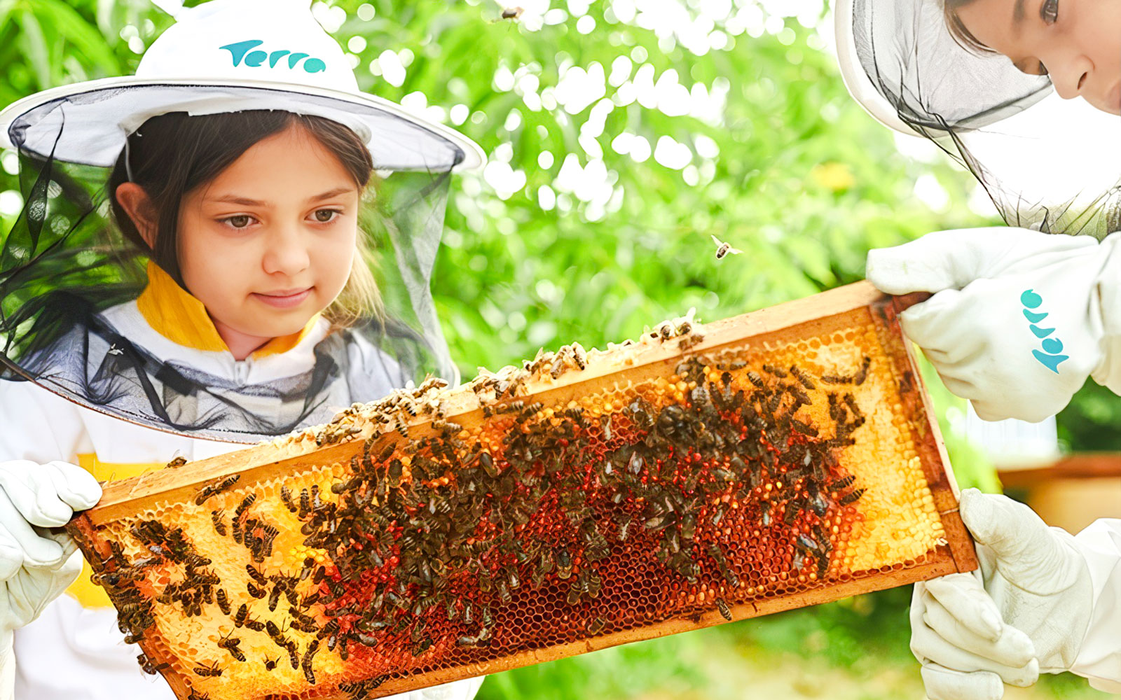Children observing a beehive frame during a beekeeping experience.