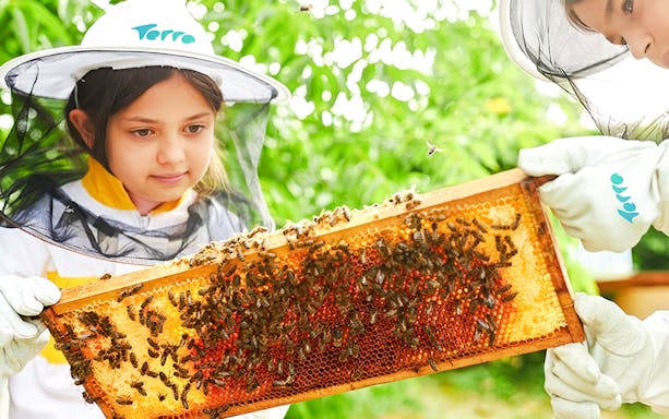 Children observing a beehive frame during a beekeeping experience.
