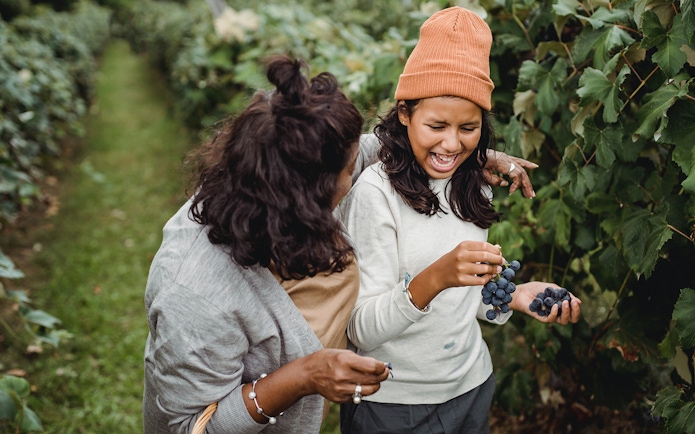 Two people enjoying grape picking in the Chianti Hills vineyard.