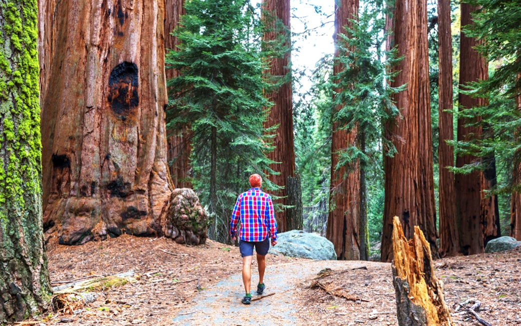 Person walking through Muir Woods with towering redwoods.