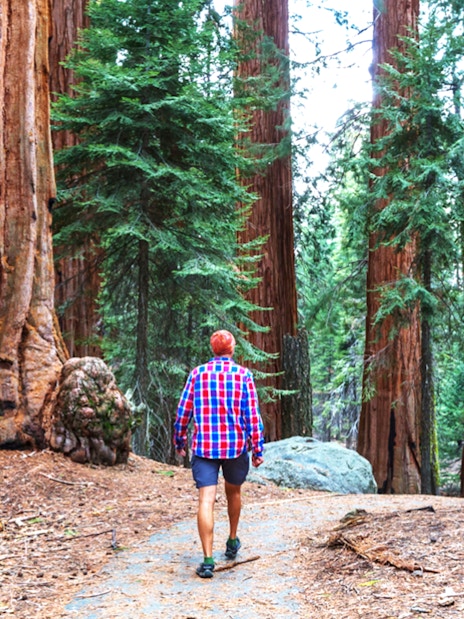 Person walking through Muir Woods with towering redwoods.